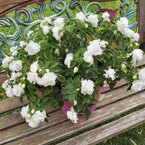 Meet your Posher, Kathy